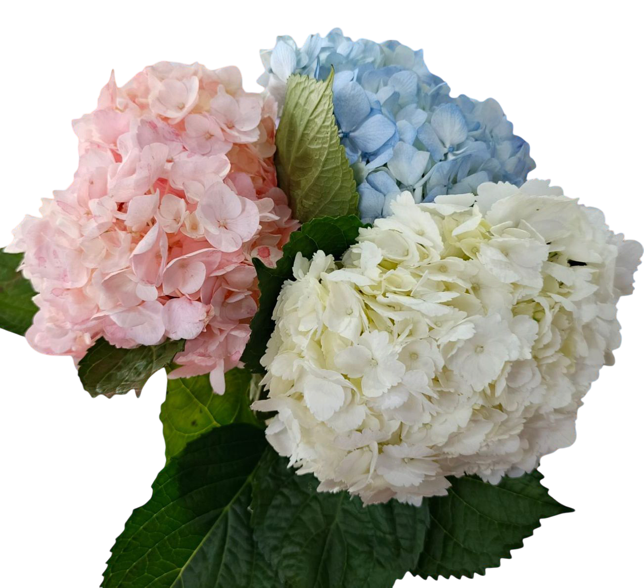 Гортензии и Ирисы