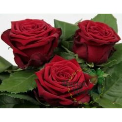 Розы  Ред наоми 60 см (Россия)