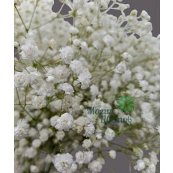 Гипсофила белая