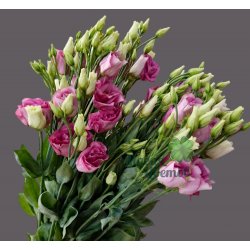 Эустома ( Лизиантус ) розовый