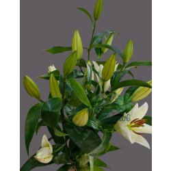 Лилия белая