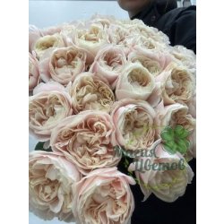 Роза 60 см Шифон (Россия)