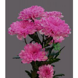 Кустовая фуксия