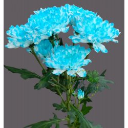 Кустовая голубая