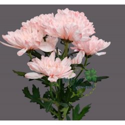 Кустовая розовая