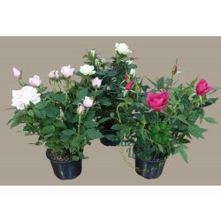 Роза Кордана