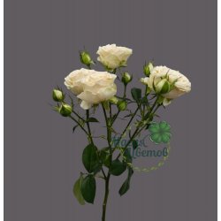 Розо кустовая кремовая