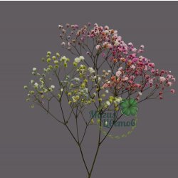 Гипсофила радужная