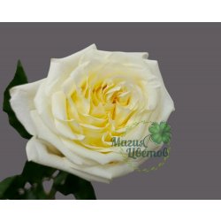 Роза кремовая Candlelight 60 см