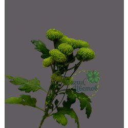 Кустовая зеленая