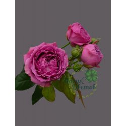 Роза кустовая фиолетовая