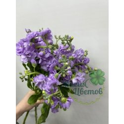 Маттиола цвет микс